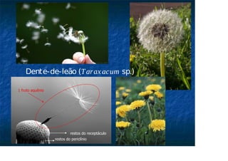 restos do receptáculo
restos do periclínio
1 fruto aquênio
Dente-de-leão (Taraxacum sp.)
 