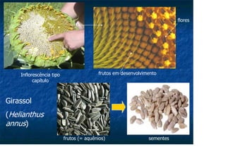 Inflorescência tipo
capítulo
frutos em desenvolvimento
flores
frutos (= aquênios) sementes
Girassol
(Helianthus
annus)
 