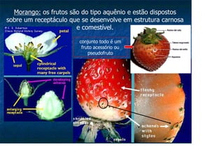 Morango: os frutos são do tipo aquênio e estão dispostos
sobre um receptáculo que se desenvolve em estrutura carnosa
e comestível.
conjunto todo é um
fruto acessório ou
pseudofruto
 