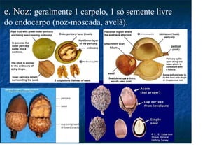 e. Noz
e. Noz: geralmente 1 carpelo, 1 só semente livre
do endocarpo (noz-moscada, avelã).
 