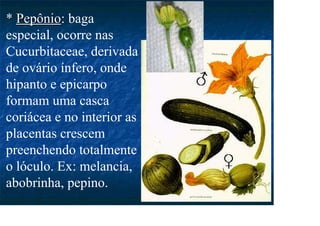 *
* Pepônio
Pepônio: baga
especial, ocorre nas
Cucurbitaceae, derivada
de ovário ínfero, onde
hipanto e epicarpo
formam uma casca
coriácea e no interior as
placentas crescem
preenchendo totalmente
o lóculo. Ex: melancia,
abobrinha, pepino.
 
