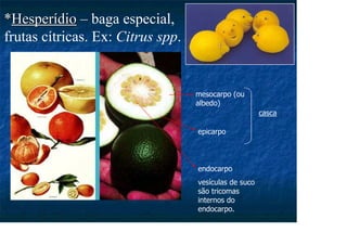 *
*Hesperídio
Hesperídio – baga especial,
frutas cítricas. Ex: Citrus spp.
epicarpo
mesocarpo (ou
albedo)
endocarpo
vesículas de suco
são tricomas
internos do
endocarpo.
casca
 