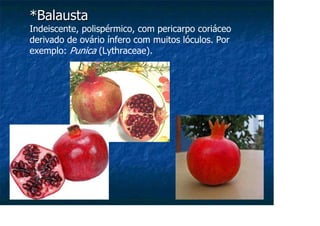 *Balausta
*Balausta
Indeiscente, polispérmico, com pericarpo coriáceo
derivado de ovário ínfero com muitos lóculos. Por
exemplo: Punica (Lythraceae).
 