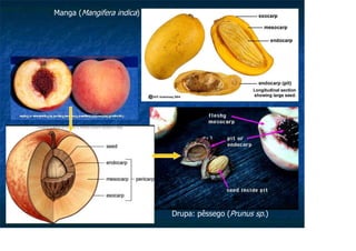 Drupa: pêssego (Prunus sp.)
Manga (Mangifera indica)
 