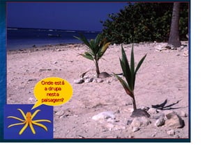 Onde está
Onde está
a drupa
a drupa
nesta
nesta
paisagem?
paisagem?
 