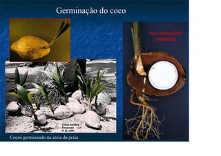 Cocos germinando na areia da praia
Germinação do coco
novo esporófito
crescendo
 