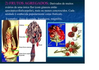 2) FRUTOS AGREGADOS
2) FRUTOS AGREGADOS: Derivados de muitos
ovários de uma única flor (com gineceu então
apocárpico/dialicarpelar), mais ou menos concrescidos. Cada
unidade é conhecida popularmente como frutículo.
Exemplos: fruta-do-conde, framboesa, magnólia.
 