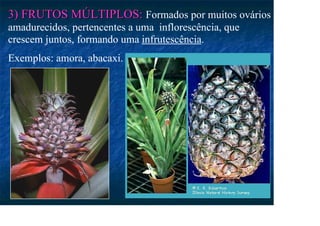 3) FRUTOS MÚLTIPLOS:
3) FRUTOS MÚLTIPLOS: Formados por muitos ovários
amadurecidos, pertencentes a uma inflorescência, que
crescem juntos, formando uma infrutescência.
Exemplos: amora, abacaxi.
 