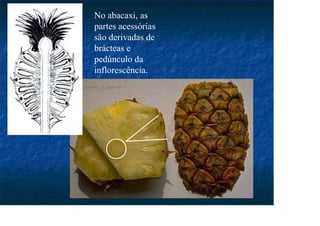 No abacaxi, as
partes acessórias
são derivadas de
brácteas e
pedúnculo da
inflorescência.
 