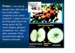 Pomo:
Pomo: é um tipo de
pseudo-fruto derivado de
um ovário ínfero
composto (com vários
carpelos). A parte carnosa
do fruto pode derivar de
outras partes da flor
como sépalas, pétalas e
receptáculo. Ex.: maçã,
pêra, marmelo. Parte
acessória derivada do
hipanto espessado.
 