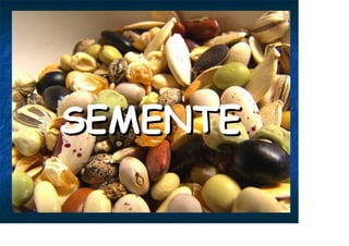 SEMENTE
SEMENTE
 