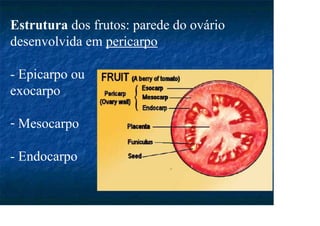 Estrutura dos frutos: parede do ovário
desenvolvida em pericarpo
- Epicarpo ou
exocarpo
- Mesocarpo
- Endocarpo
 