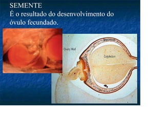 SEMENTE
É o resultado do desenvolvimento do
óvulo fecundado.
 