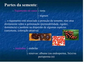 Partes da semente:
- Tegumento ou casca - testa
- tégmen
... o tegumento está associado à proteção da semente, mas atua
diretamente sobre a germinação (permeabilidade, rigidez,
dormência) e também na dispersão de algumas espécies
(sarcotesta, coloração atrativa).
- Amêndoa - embrião
- reservas: albume (ou endosperma, 3n)e/ou
perisperma (n)
 