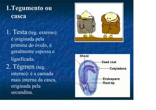 1.Tegumento ou
casca
1. Testa (teg. externo):
é originada pela
primina do óvulo, é
geralmente espessa e
lignificada.
2. Tégmen (teg.
interno): é a camada
mais interna da casca,
originada pela
secundina.
 