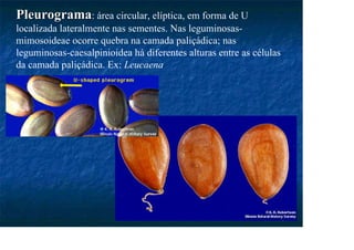Pleurograma
Pleurograma: área circular, elíptica, em forma de U
localizada lateralmente nas sementes. Nas leguminosas-
mimosoideae ocorre quebra na camada paliçádica; nas
leguminosas-caesalpinioidea há diferentes alturas entre as células
da camada paliçádica. Ex: Leucaena
 