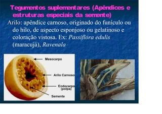 Tegum
entos suplem
entares (Apêndices e
estruturas especiais da sem
ente)
Arilo
Arilo: apêndice carnoso, originado do funículo ou
do hilo, de aspecto esponjoso ou gelatinoso e
coloração vistosa. Ex: Passiflora edulis
(maracujá), Ravenala
 
