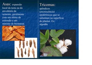 Asas
Asas: expansão
local da testa ou do
envoltório da
semente, geralmente
com um ótimo de
extensão e um
mínimo de biomassa.
Tricomas
Tricomas:
apêndices
(excrescência)
epidérmicos que se
salientam na superfície
de plantas. Ex:
algodão
 