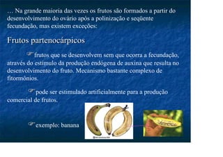 … Na grande maioria das vezes os frutos são formados a partir do
desenvolvimento do ovário após a polinização e seqüente
fecundação, mas existem exceções:
Frutos partenocárpicos
Frutos partenocárpicos
frutos que se desenvolvem sem que ocorra a fecundação,
através do estímulo da produção endógena de auxina que resulta no
desenvolvimento do fruto. Mecanismo bastante complexo de
fitormônios.
pode ser estimulado artificialmente para a produção
comercial de frutos.
exemplo: banana
 