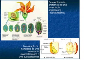 Desenvolvimento
anatômico de uma
semente de
angiosperma
(eudicotiledônia)
Comparação da
morfologia de uma
semente de
monocotiledônea e
uma eudicotiledônea
 