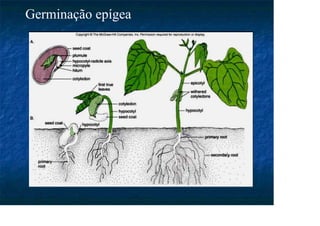 Germinação epígea
 
