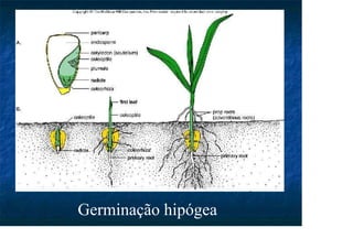 Germinação hipógea
 