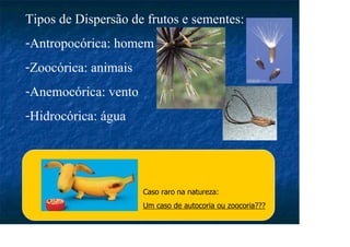 Caso raro na natureza:
Um caso de autocoria ou zoocoria???
Tipos de Dispersão de frutos e sementes:
-Antropocórica: homem
-Zoocórica: animais
-Anemocórica: vento
-Hidrocórica: água
 