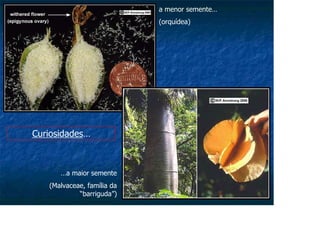 …a maior semente
(Malvaceae, família da
“barriguda”)
a menor semente…
(orquídea)
Curiosidades…
 