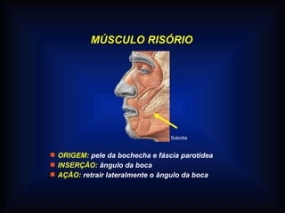MÚSCULO RISÓRIO
 ORIGEM: pele da bochecha e fáscia parotídea
 INSERÇÃO: ângulo da boca
 AÇÃO: retrair lateralmente o ângulo da boca
Sobotta
 