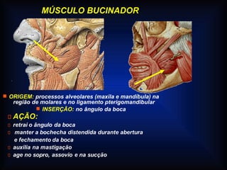 MÚSCULO BUCINADOR
 ORIGEM: processos alveolares (maxila e mandíbula) na
região de molares e no ligamento pterigomandibular
 INSERÇÃO: no ângulo da boca
 