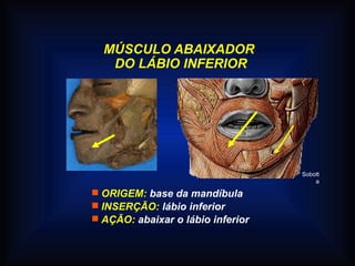 MÚSCULO ABAIXADOR
DO LÁBIO INFERIOR
 ORIGEM: base da mandíbula
 INSERÇÃO: lábio inferior
 AÇÃO: abaixar o lábio inferior
Sobott
a
 