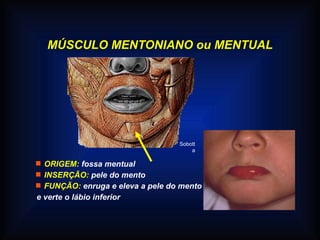 MÚSCULO MENTONIANO ou MENTUAL
 ORIGEM: fossa mentual
 INSERÇÃO: pele do mento
 FUNÇÃO: enruga e eleva a pele do mento
e verte o lábio inferior
Sobott
a
 