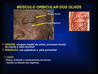 MÚSCULO ORBICULAR DOS OLHOS
 ORIGEM: margem medial da orbita, processo frontal
da maxila e osso lacrimal
 INSERÇÃO: nas pálpebras e pele periorbital
Porção Orbital
Porção Palpebral
 AÇÃO:
- Piscar, evitando o ressecamento da córnea;
- Auxilia na difusão das lágrimas.
 