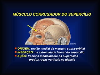 MÚSCULO CORRUGADOR DO SUPERCÍLIO
 ORIGEM: região medial da margem supra-orbital
 INSERÇÃO: na extremidade lateral do supercílio
 AÇÃO: traciona medialmente os supercílios
produz rugas verticais na glabela
Sobotta
 