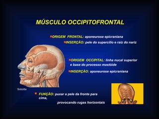 MÚSCULO OCCIPITOFRONTAL
 FUNÇÃO: puxar a pele da fronte para
cima,
provocando rugas horizontais
ORIGEM FRONTAL: aponeurose epicraniana
INSERÇÃO: pele do supercílio e raiz do nariz
Sobotta
ORIGEM OCCIPITAL: linha nucal superior
e base do processo mastóide
INSERÇÃO: aponeurose epicraniana
 