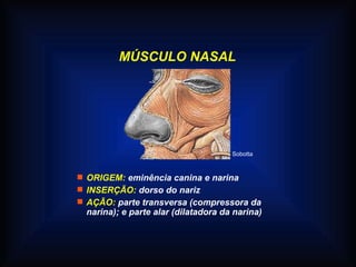 MÚSCULO NASAL
 ORIGEM: eminência canina e narina
 INSERÇÃO: dorso do nariz
 AÇÃO: parte transversa (compressora da
narina); e parte alar (dilatadora da narina)
Sobotta
 