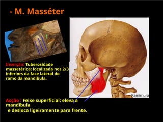 - M. Masséter
Kamimura
Acção : Feixe superficial: eleva a
mandíbula
e desloca ligeiramente para frente.
Inserção: Tuberosidade
massetérica: localizada nos 2/3
inferiors da face lateral do
ramo da mandíbula.
 