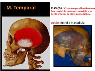 - M. Temporal
Kamimura
Inserção : Crista temporal localizada na
face medial do processo coronóide e na
borda anterior do ramo da mandíbula.
Acção: Retrai a mandíbula
 