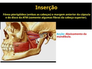 Inserção
Fóvea pterigóidea (ambas as cabeças) e margem anterior da cápsula
e do disco da ATM (somente algumas fibras da cabeça superior).
Kamimura
Acção: Abaixamento da
mandíbula.
 