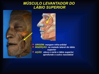 MÚSCULO LEVANTADOR DO
LÁBIO SUPERIOR
 ORIGEM: margem infra-orbital
 INSERÇÃO: na metade lateral do lábio
superior
 AÇÃO: eleva e verte o lábio superior
aprofunda o sulco nasolabial
 