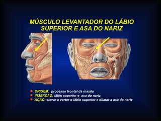 MÚSCULO LEVANTADOR DO LÁBIO
SUPERIOR E ASA DO NARIZ
 ORIGEM: processo frontal da maxila
 INSERÇÃO: lábio superior e asa do nariz
 AÇÃO: elevar e verter o lábio superior e dilatar a asa do nariz
 
