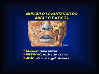 MÚSCULO LEVANTADOR DO
ÂNGULO DA BOCA
 ORIGEM: fossa canina
 INSERÇÃO: no ângulo da boca
 AÇÃO: elevar o ângulo da boca
Sobotta
 
