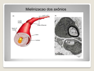 Mielinizacao dos axônios
 