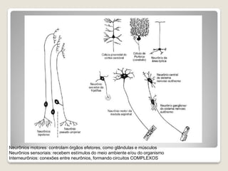 Neurônios motores: controlam órgãos efetores, como glândulas e músculos
Neurônios sensoriais: recebem estímulos do meio ambiente e/ou do organismo
Interneurônios: conexões entre neurônios, formando circuitos COMPLEXOS
 