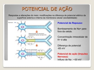 POTENCIAL DE AÇÃO
Respostas a alterações do meio: modificações na diferença de potencial elétrico da
superfície externa e interna da membrana celular (excitabilidade)
Potencial de Repouso:
Bombeamento de Na+ para
fora da celula.
Concentração intracelular de
K+ é alta
Diferença de potencial
-65 mV
Potencial de ação (Impulso
Nervoso):
Influxo de Na : +30 mV
 