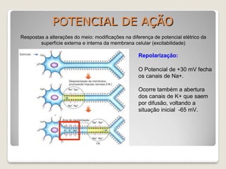 POTENCIAL DE AÇÃO
Respostas a alterações do meio: modificações na diferença de potencial elétrico da
superfície externa e interna da membrana celular (excitabilidade)
Repolarização:
O Potencial de +30 mV fecha
os canais de Na+.
Ocorre também a abertura
dos canais de K+ que saem
por difusão, voltando a
situação inicial -65 mV.
 