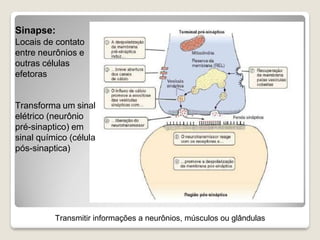 Transmitir informações a neurônios, músculos ou glândulas
Sinapse:
Locais de contato
entre neurônios e
outras células
efetoras
Transforma um sinal
elétrico (neurônio
pré-sinaptico) em
sinal químico (célula
pós-sinaptica)
 