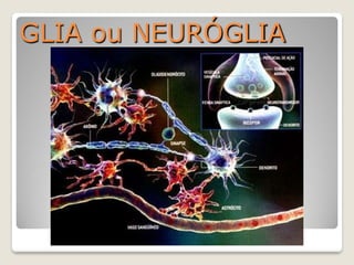 GLIA ou NEURÓGLIA
 