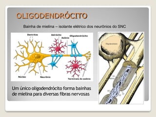 OLIGODENDRÓCITO
Bainha de mielina – isolante elétrico dos neurônios do SNC
Um único oligodendrócito forma bainhas
de mielina para diversas fibras nervosas
 