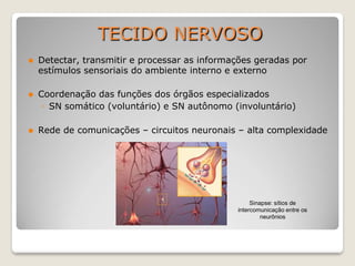 TECIDO NERVOSO
⚫ Detectar, transmitir e processar as informações geradas por
estímulos sensoriais do ambiente interno e externo
⚫ Coordenação das funções dos órgãos especializados
◦ SN somático (voluntário) e SN autônomo (involuntário)
⚫ Rede de comunicações – circuitos neuronais – alta complexidade
Sinapse: sítios de
intercomunicação entre os
neurônios
 